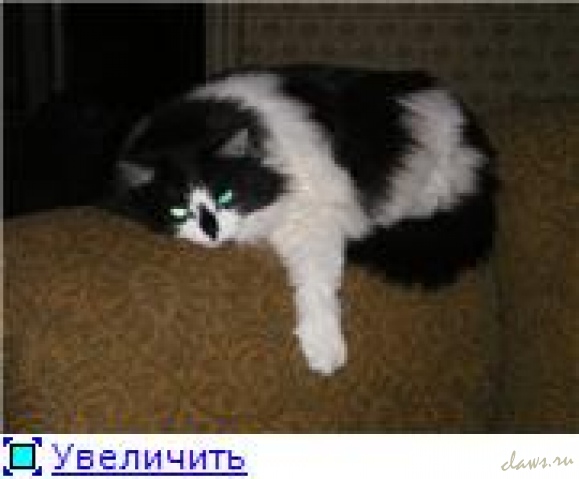 Фото не найдено