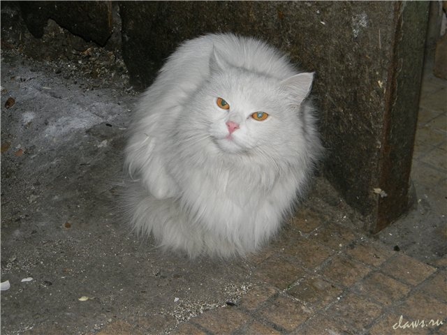 Фото не найдено