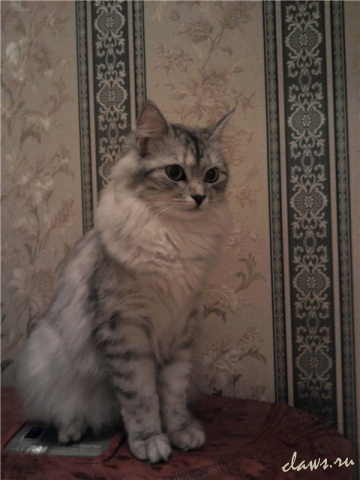 Фото не найдено
