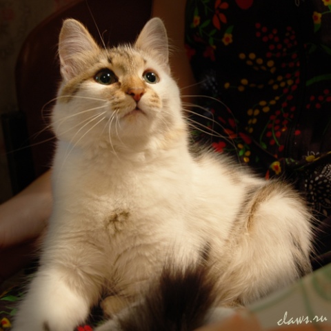 Фото не найдено