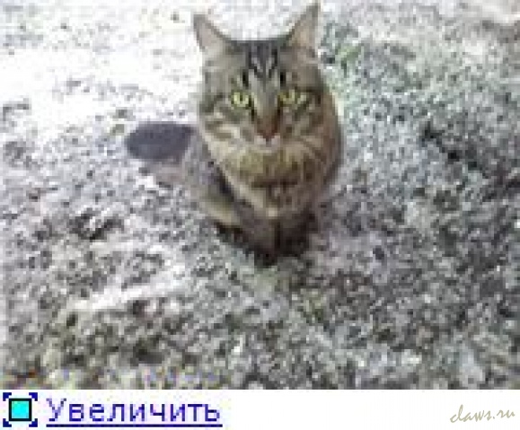 Фото не найдено