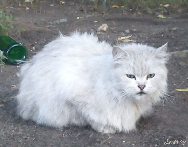 Фото не найдено