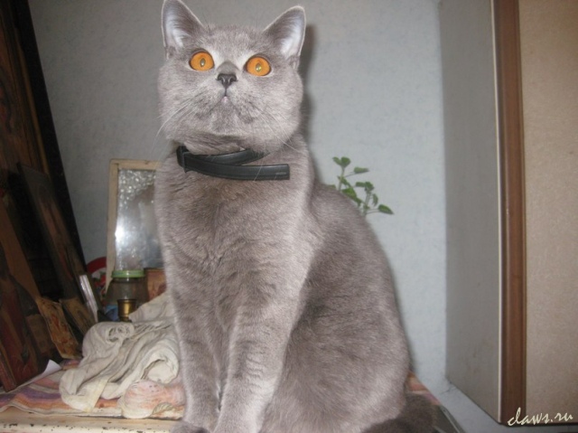 Фото не найдено