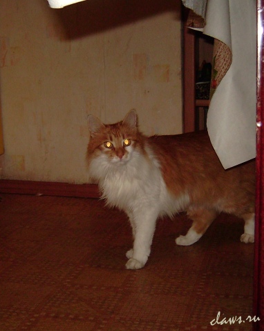 Фото не найдено