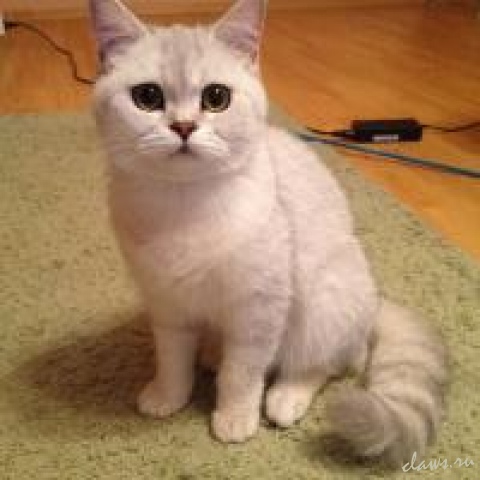 Фото не найдено