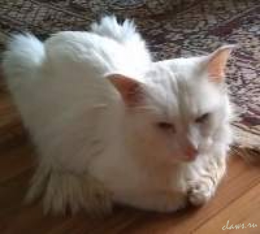 Найден белый кот 23 Фото не найдено