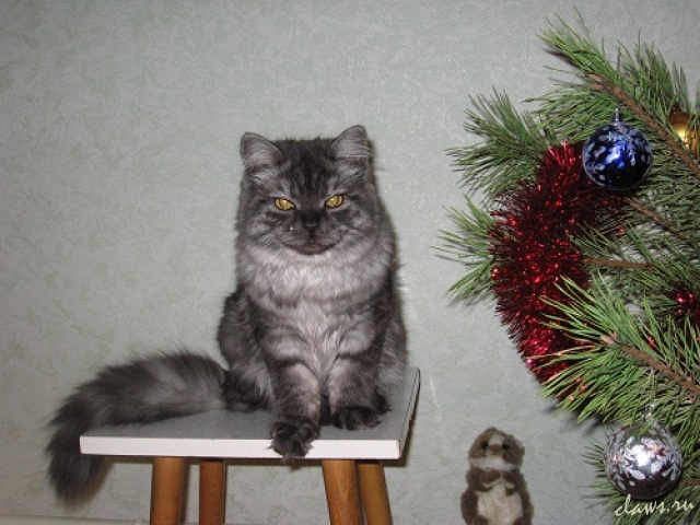 Фото не найдено