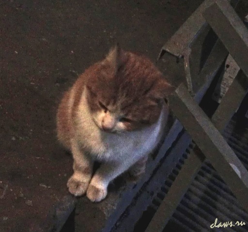 Фото не найдено
