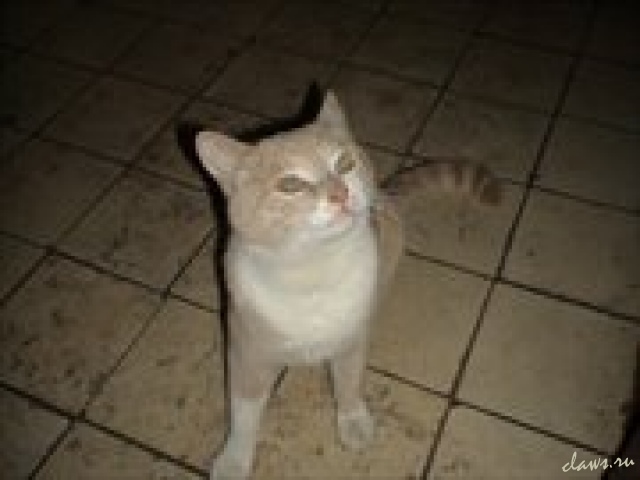 котик персиковый 21 Фото не найдено