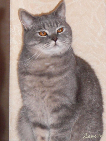 Фото не найдено