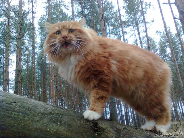 Фото не найдено