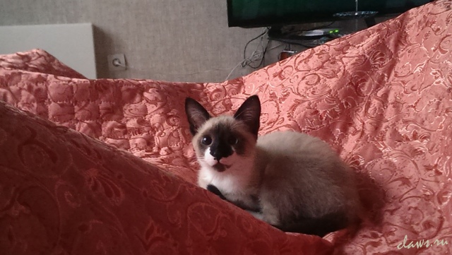 Пропал котенок 6 месяцев,мсетис,похож на тайского,сиамского 14 Фото не найдено