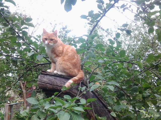 Фото не найдено