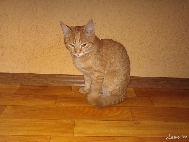 Фото не найдено