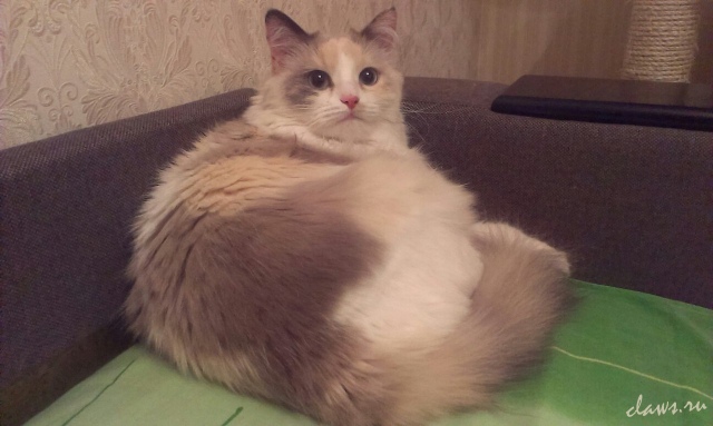 Фото не найдено