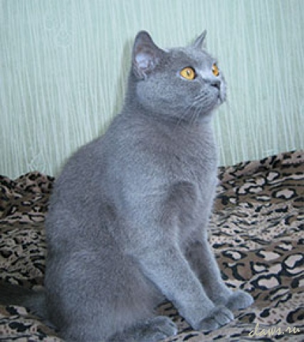 Фото не найдено
