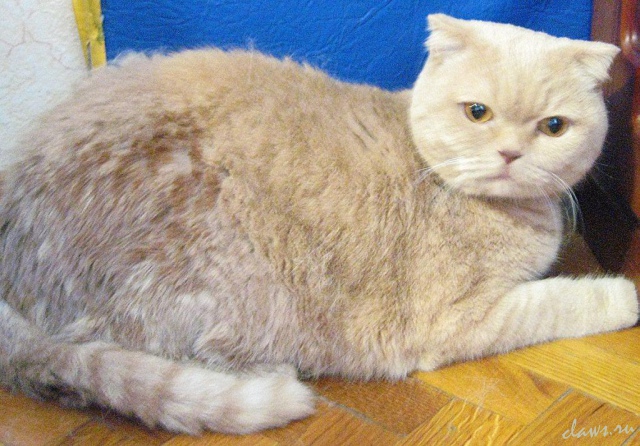 Фото не найдено
