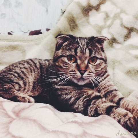 Фото не найдено