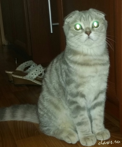 Фото не найдено