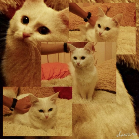 Фото не найдено