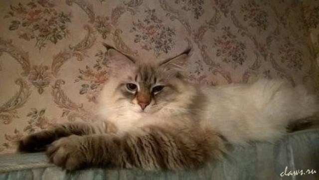 Фото не найдено