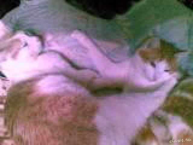 Фото не найдено
