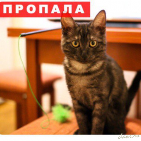 Фото не найдено