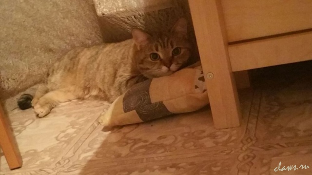 Фото не найдено