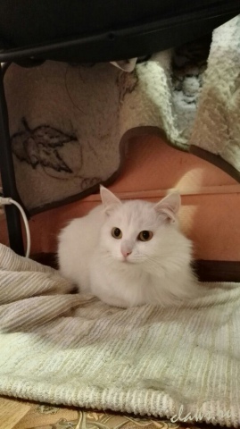 Фото не найдено