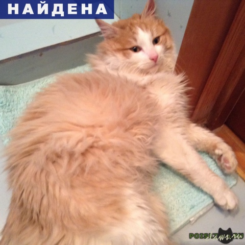 Фото не найдено