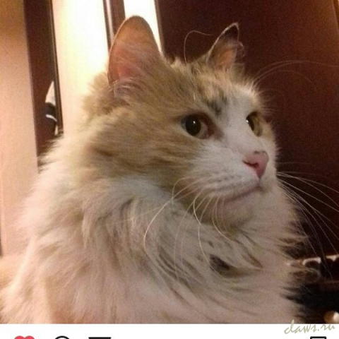 Фото не найдено