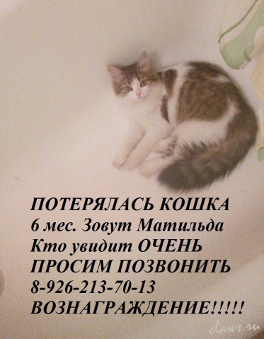 Фото не найдено