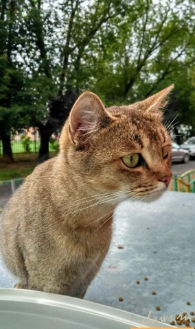 Фото не найдено