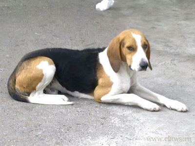 Где Купить Щенка Эстонской Гончей