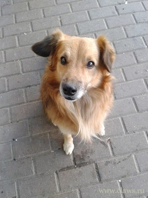 Рыжая Дворняга Фото