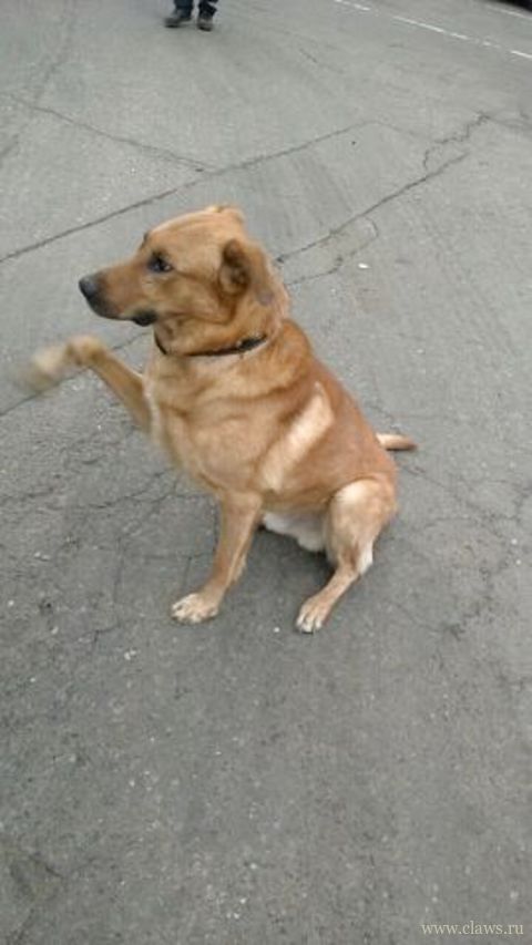 Потеряна собака московская область. Найдена рыжая собака. Найдена собака Московская область. Найдена рыжая собака Московская область. Найден рыжий кобель.