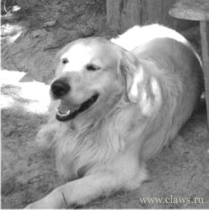 Фото не найдено