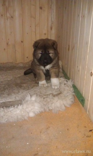 Фото не найдено