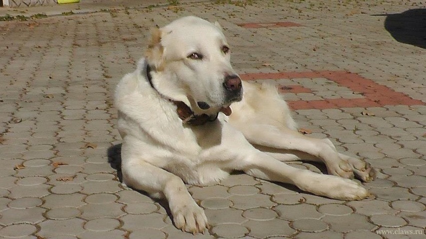 Потерялся алабай