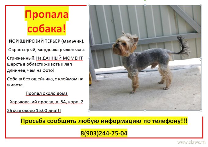 Где Рядом Купить Собаку