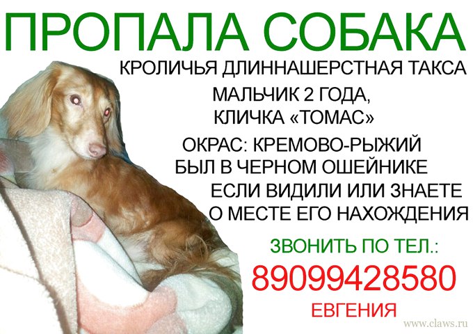 Объявление О Продаже Собаки