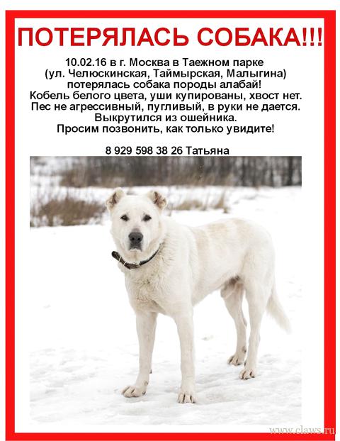 Потерялся алабай