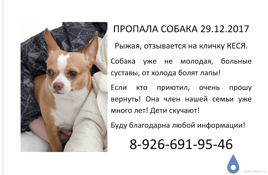Объявление О Продаже Собаки
