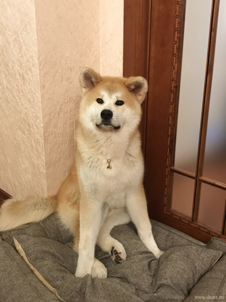 Собака Акита Ину Купить В Спб