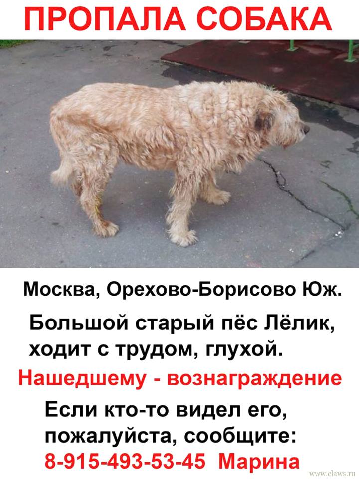 Потерянные собаки москва и область. Найдена собака Москва. Пропала найдена собака Москва и Московская область. Пропала собака дворняга. Потерялась собака Московский.