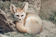 1530694861_fennec_6.jpg