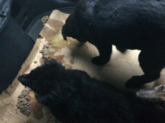 IMG_1068.JPG