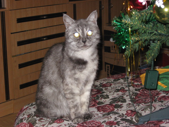 метис