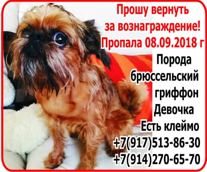 Брюссельский гриффон 1