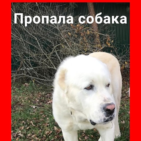 Потерялся алабай